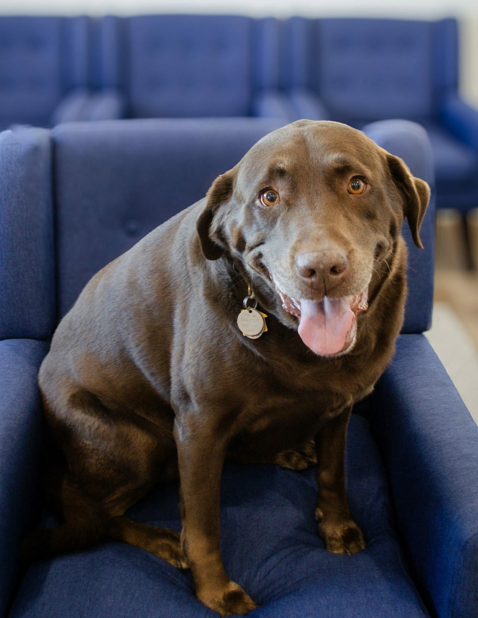 Margaret Ann - Office Dog